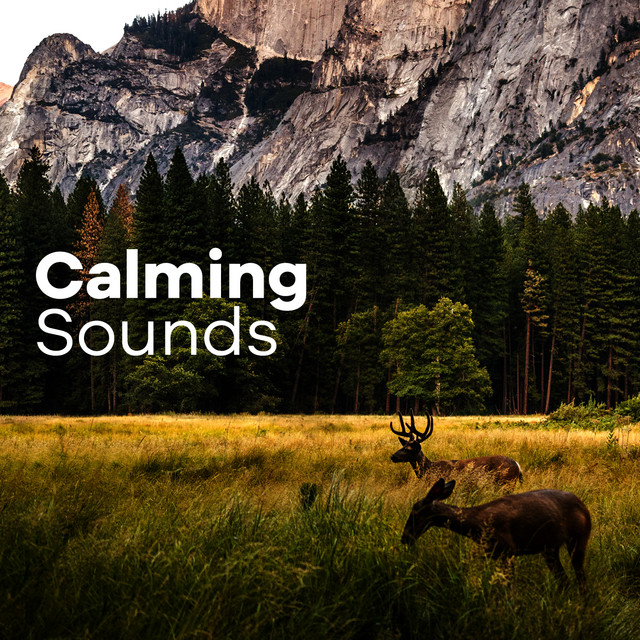 Elegant Rainfall - song and lyrics by Pro Sound Effects Library | Spotify