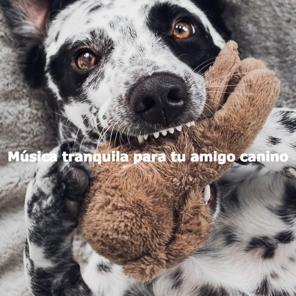 Música tranquila para tu amigo canino cover art