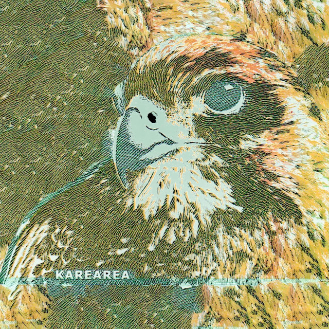 Kārearea cover art