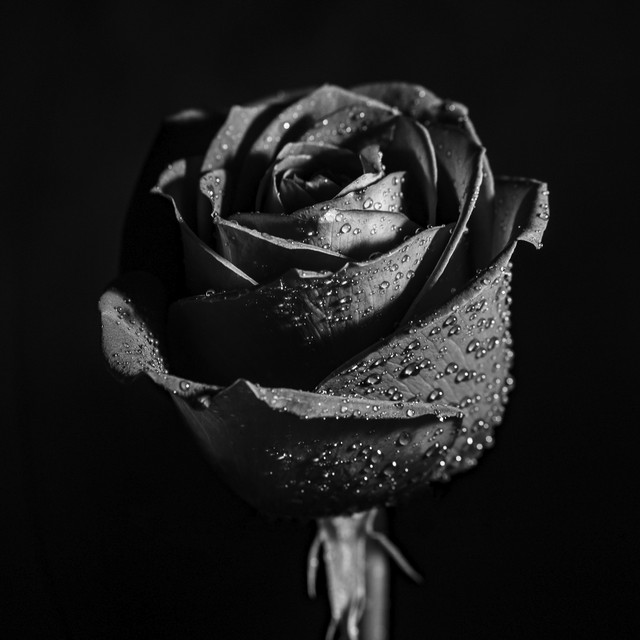 Обкладинка: Roses Noires — Clavier