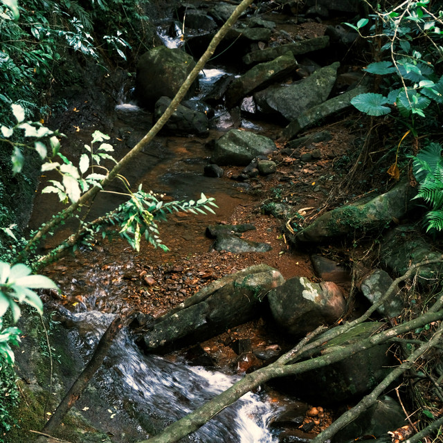 Soft Light Along the Path — Forest Stream