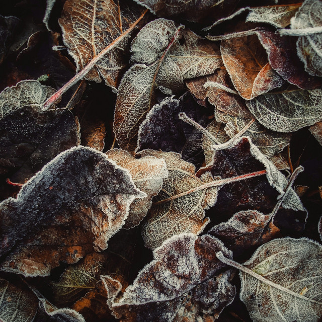 fallen leaves cover art