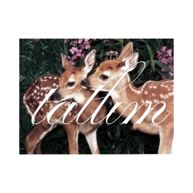 tatlım cover art