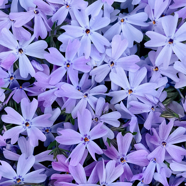 Bloom album image