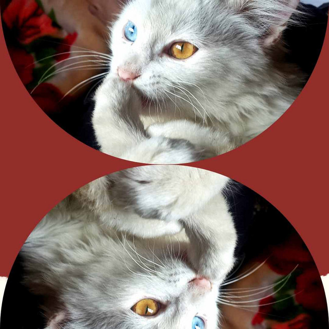 Contemporary Music for Restless Kittens - Trumpet Solo cover art