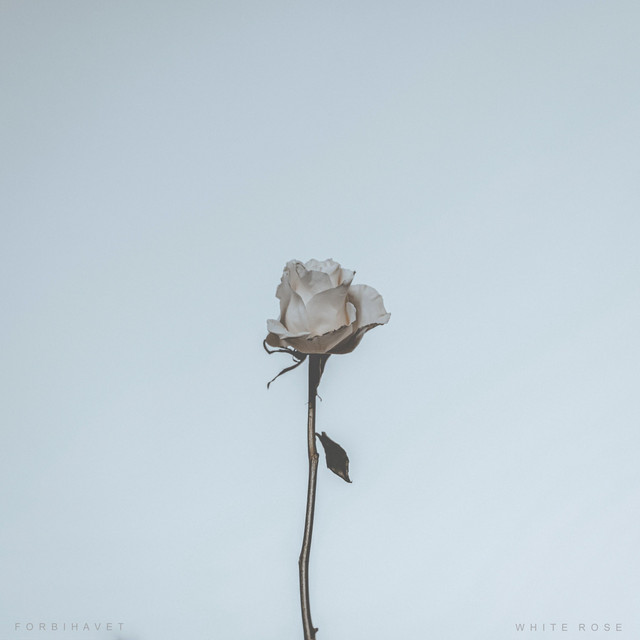 White Rose cover