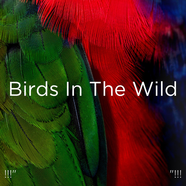 !!!" Birds In The Wild "!!! cover art