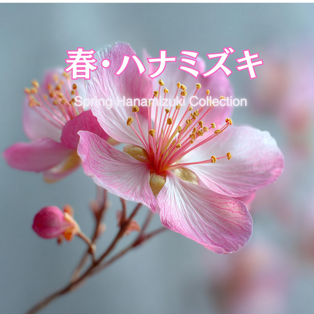 spring song 桜　sp psa9 cherryblossoms #桜 A performance that takes place for only two