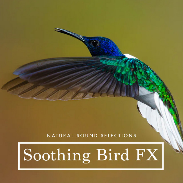 Soothing Bird FX cover art
