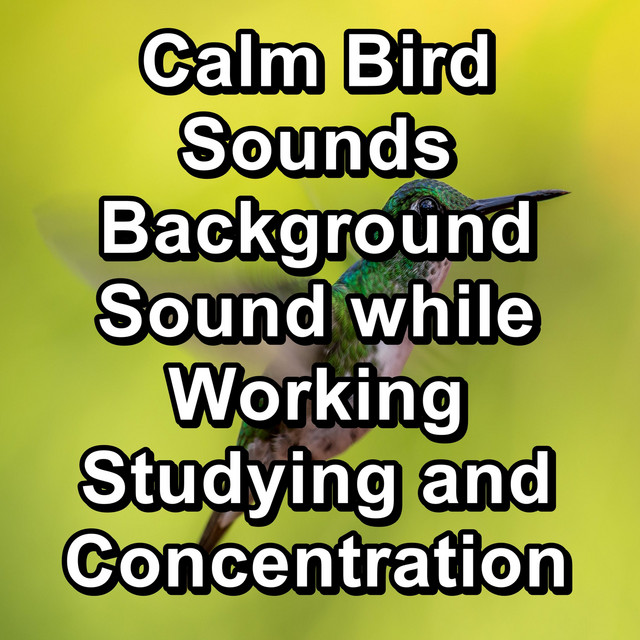 Calm Bird Sounds Background Sound while Working Studying and ...