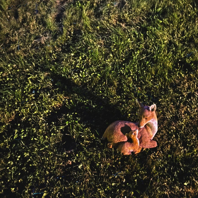 Deer cover art