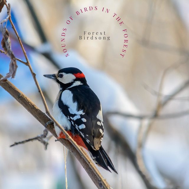 Sounds of Birds in the Forest cover art