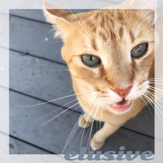 Kitty City cover art