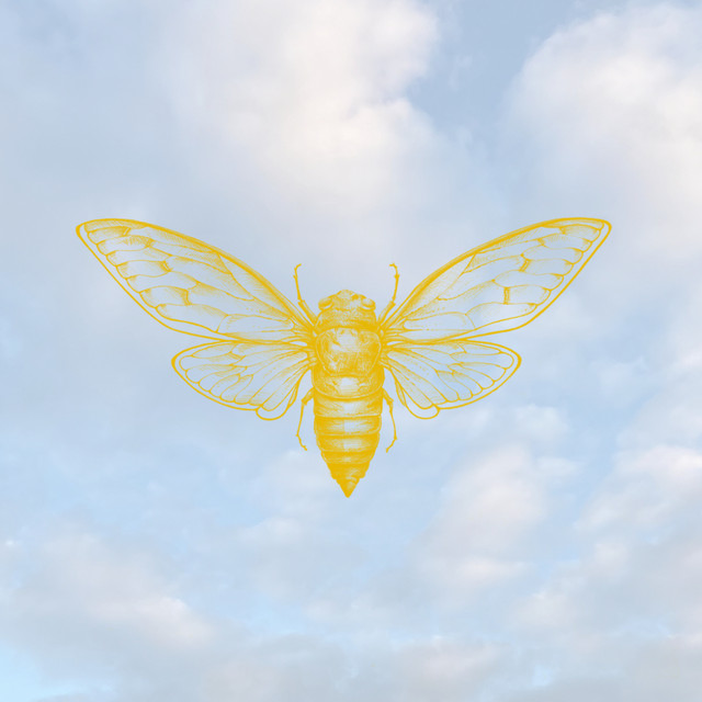 Cicada