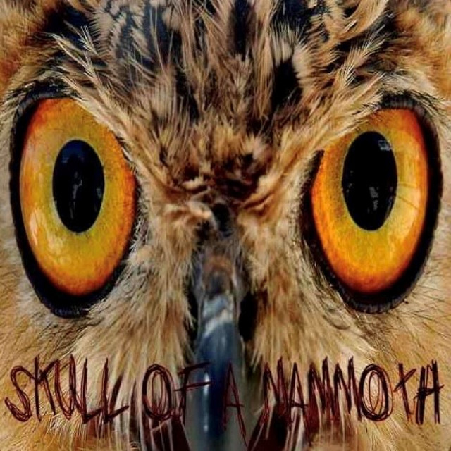 Skull of a Mammoth Photo
