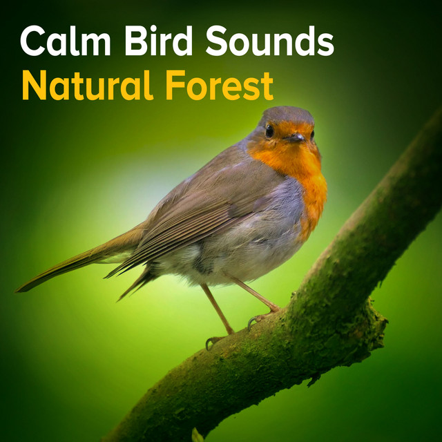 Calm Bird Sounds Natural Forest - Album by Calm Bird Sounds | Spotify
