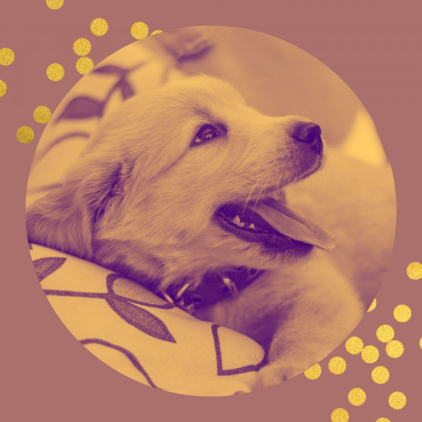 Easy Listening Piano - Background for Puppy Treats cover art