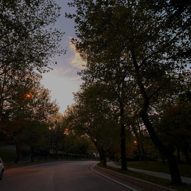 Sunset cover art