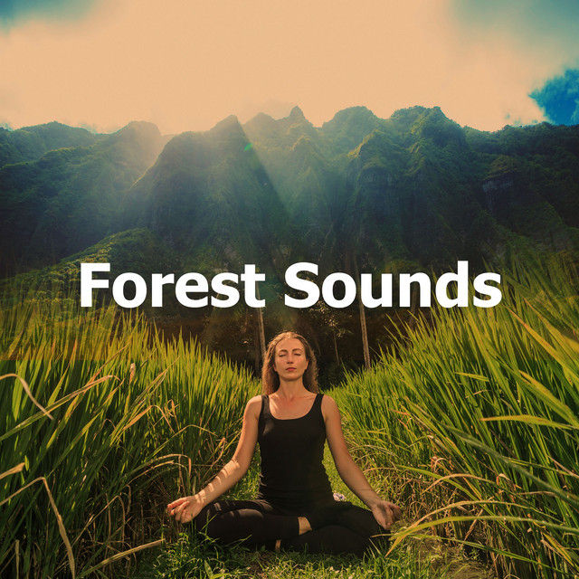 Forest Sounds - Album by Nature Sounds Relaxation: Music for Sleep ...