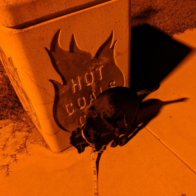 Flower Dog