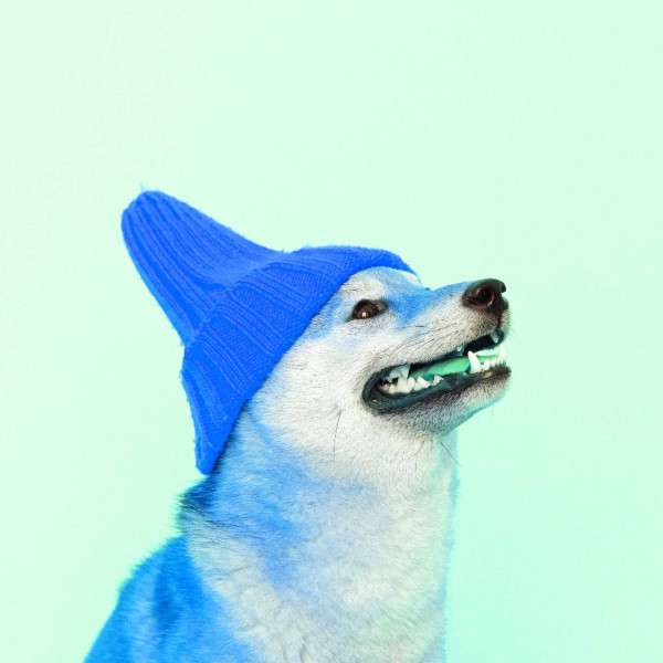 Feelings for Cozy Doggos cover art