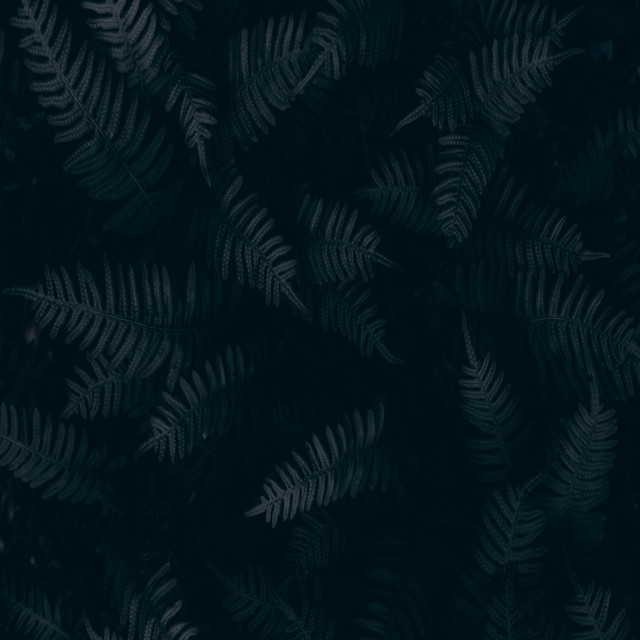 Wayfoo | Spotify