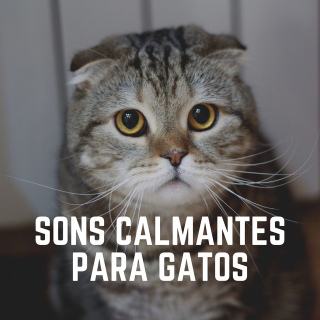 洋楽 Qyiet Cat Cats' Quietude ‑ 曲・歌詞：Cat Music | Spotify