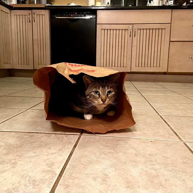 Calico