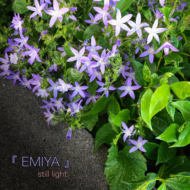 Still Light cover
