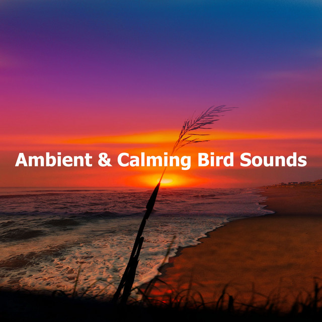 Ambient & Calming Bird Sounds - Album by Ambiente | Spotify