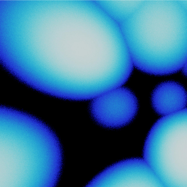 Everbloom Fuzz cover art
