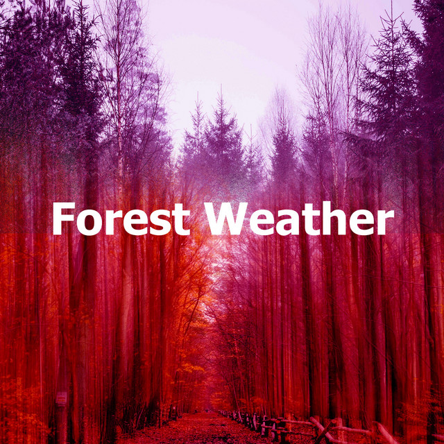Forest Weather Album by Forest Soundscapes Spotify