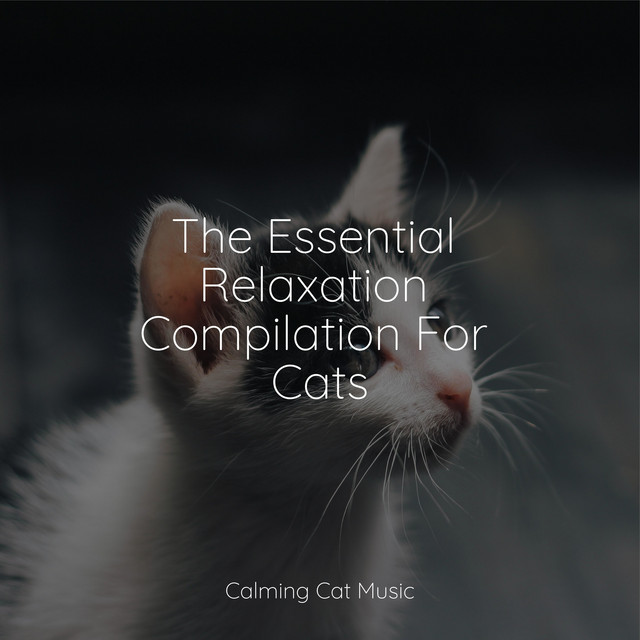 The Essential Relaxation Compilation For Cats - Album by Jazz Music ...