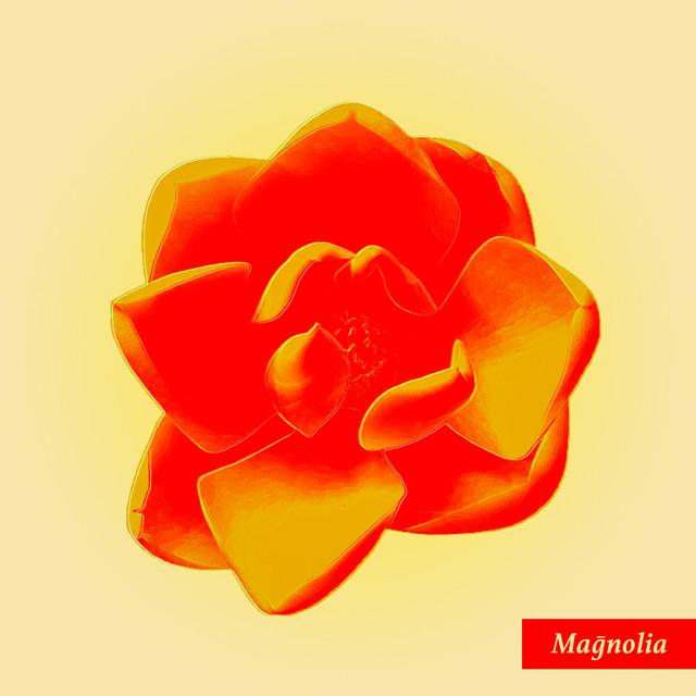 Magnolia cover art