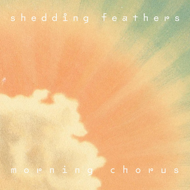 Shedding Feathers Photo