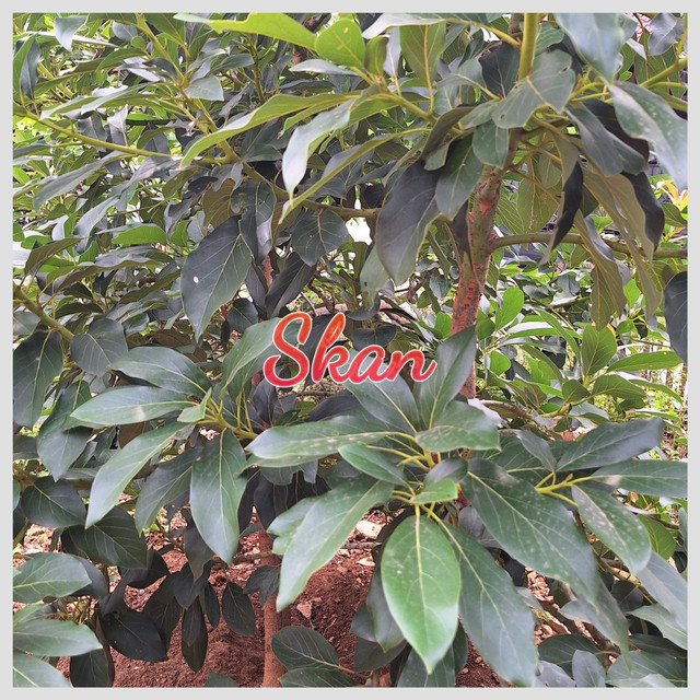 Skan