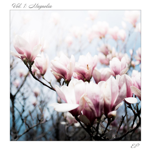 Magnolia cover art