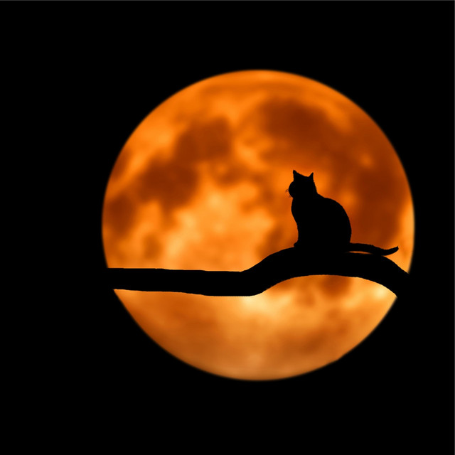 River Sleepy Songs For Cats cover art