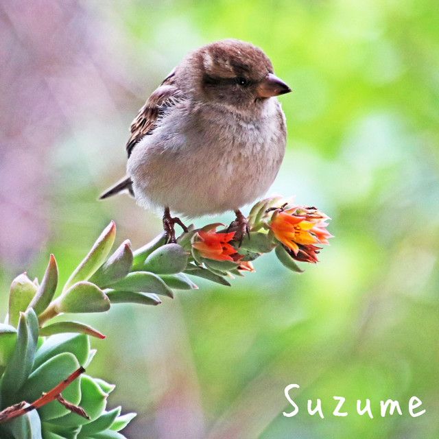 Suzume cover art