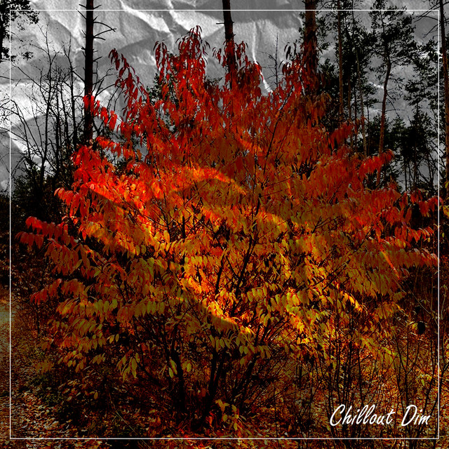 Cover art for Chillout Dim — Autumn Melody