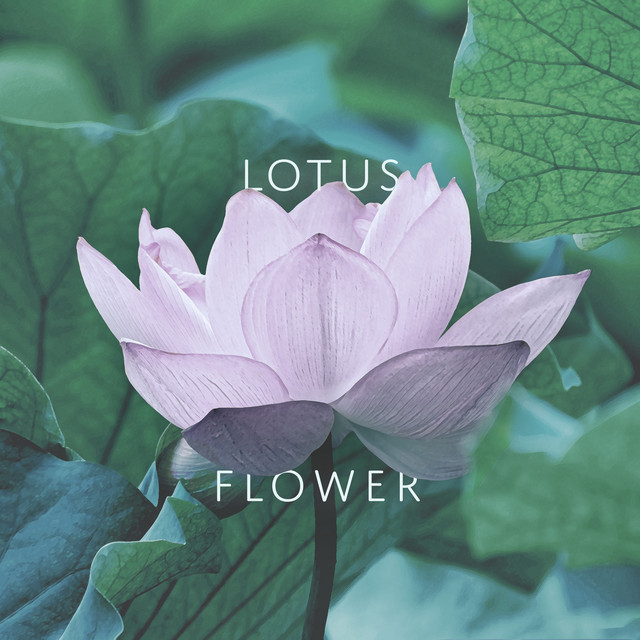 Lotus Flower cover art