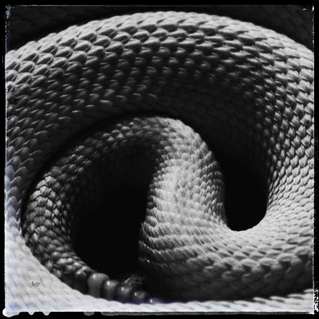 Snakes cover art