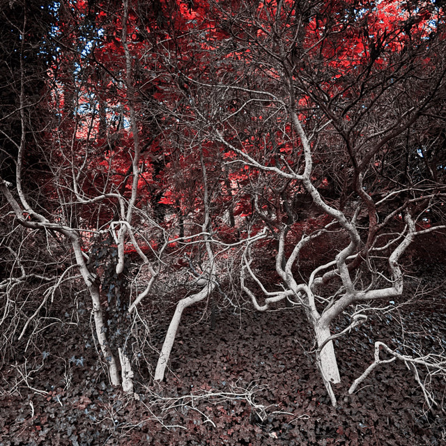 Mimesis cover art