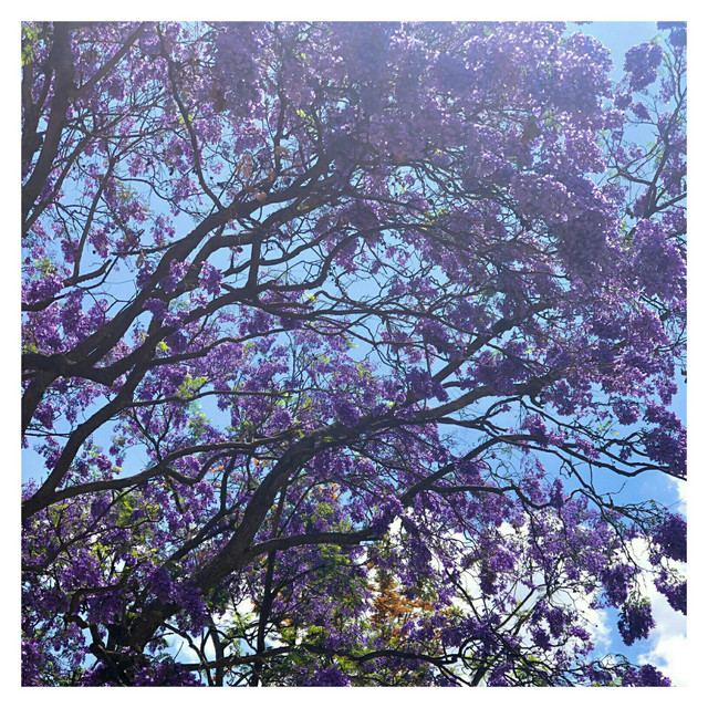 Liz & El Ave Azul cover