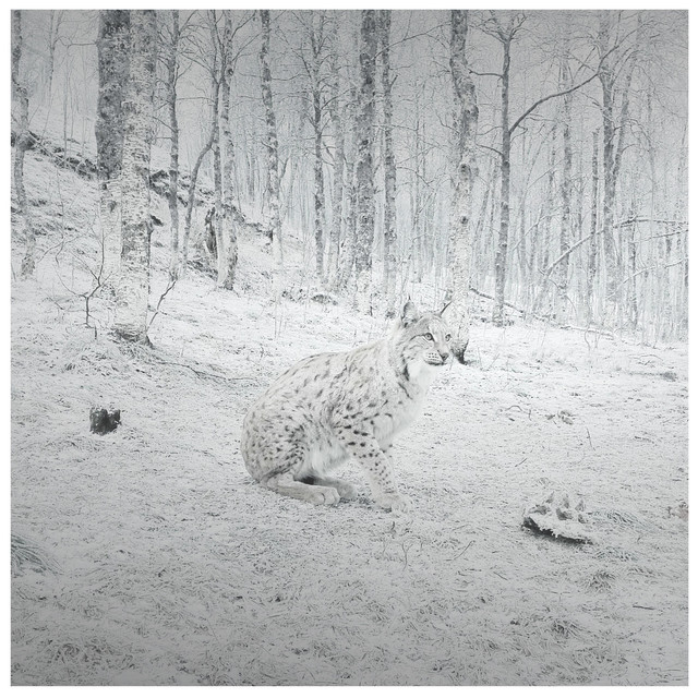 Lynx cover art