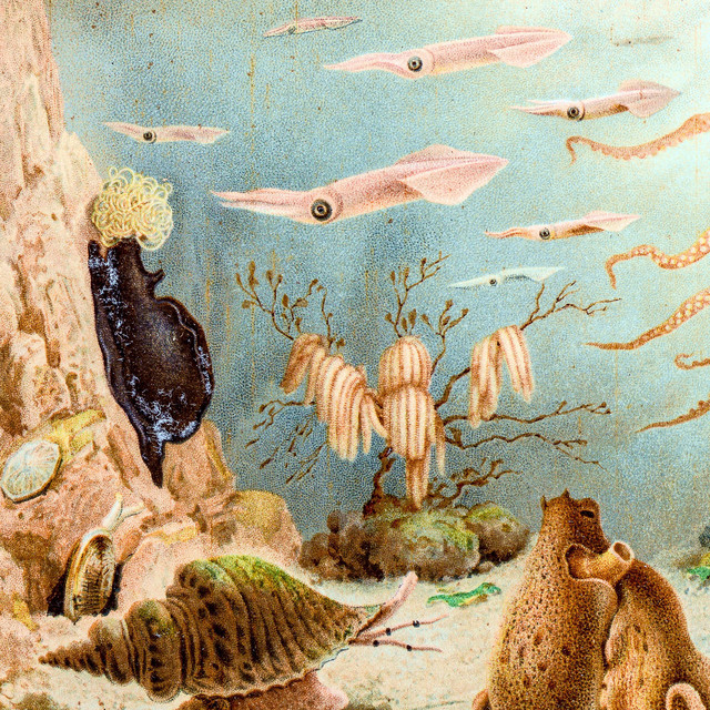 Episodes in Oceanography cover art