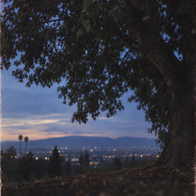 Shady Tree cover