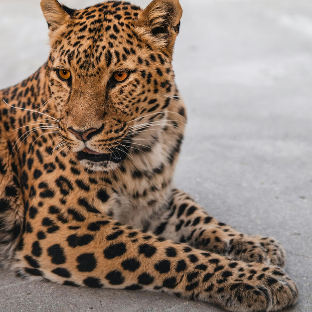 Animals & Instinct