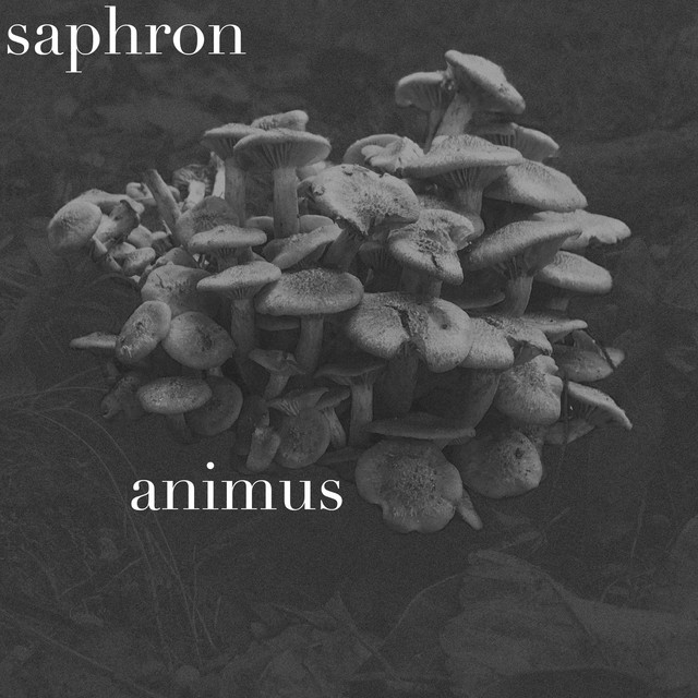 Animus cover art