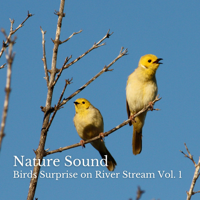 Nature Sound: Birds Surprise on River Stream Vol. 1 - Album by Dog ...
